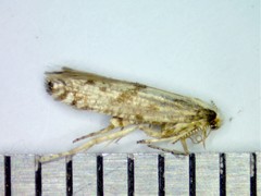 Argyresthia conjugella