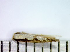 Argyresthia conjugella
