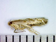 Argyresthia conjugella