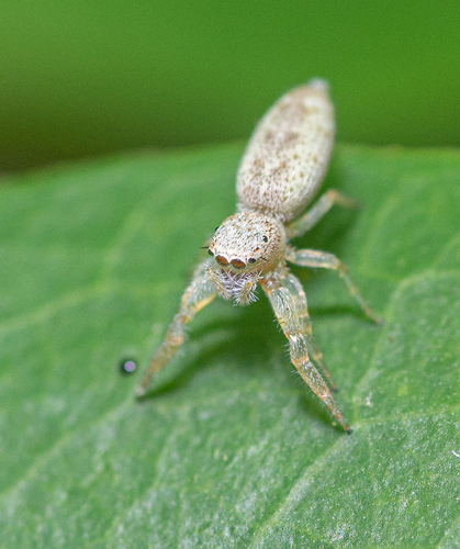 White-jawed Jumping Spider