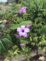 Cryptostegia