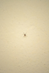 Liocranum rupicola