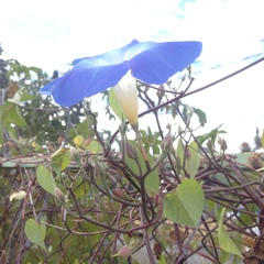 Ipomoea tricolor