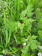 Anthriscus sylvestris