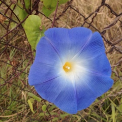 Ipomoea tricolor