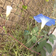 Ipomoea tricolor