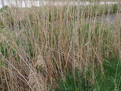 Phragmites australis