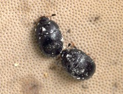 Cyllodes ater