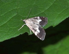Udea hamalis