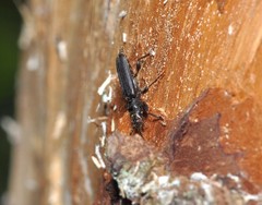 Tetropium castaneum