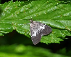 Udea hamalis