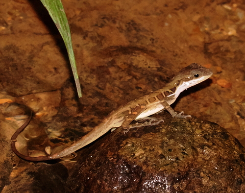 Big-scaled Anole, Anolis macrolepis