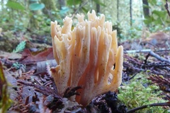Ramaria suecica