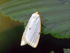Cybosia mesomella