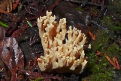 Ramaria suecica
