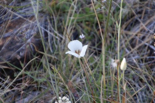 Image of Calochortus howellii by (c) gonodactylus, some rights reserved (CC BY)
