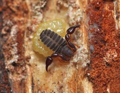 Dendrochernes cyrneus