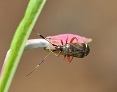 Closterotomus biclavatus