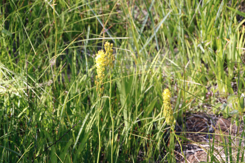Image of Narthecium californicum by (c) gonodactylus, some rights reserved (CC BY)