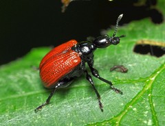 Apoderus coryli
