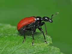 Apoderus coryli