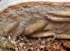 Keroplatus