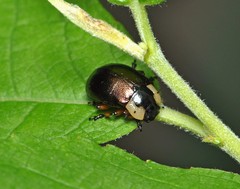 Chrysomela collaris