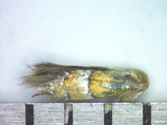 Phyllonorycter martiella
