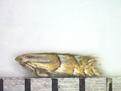 Phyllonorycter martiella