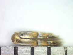 Phyllonorycter martiella