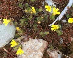 Euphrasia cockayneana