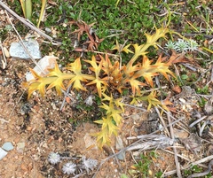 Aciphylla hookeri
