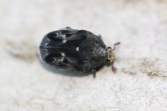 Hoplopyga ocellata
