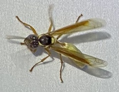 Apoica pallens image