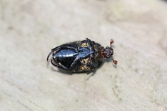 Hoplopyga ocellata