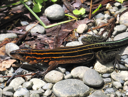 Echternacht's Ameiva