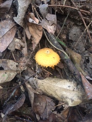 Cystoagaricus