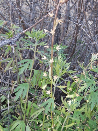 Image of Teucrium coahuilanum by (c) Annika Lindqvist, some rights reserved (CC BY)