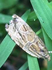 Olethreutes furfuranum