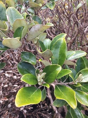 Brachyglottis rotundifolia