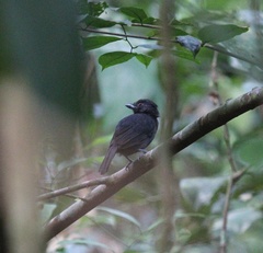 Frederickena viridis