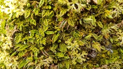 Anisotome imbricata prostrata