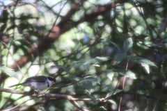 Arremon flavirostris