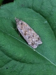 Anacampsis