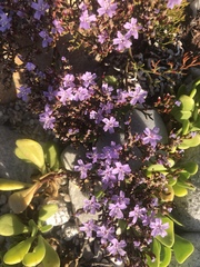 Limonium scabrum
