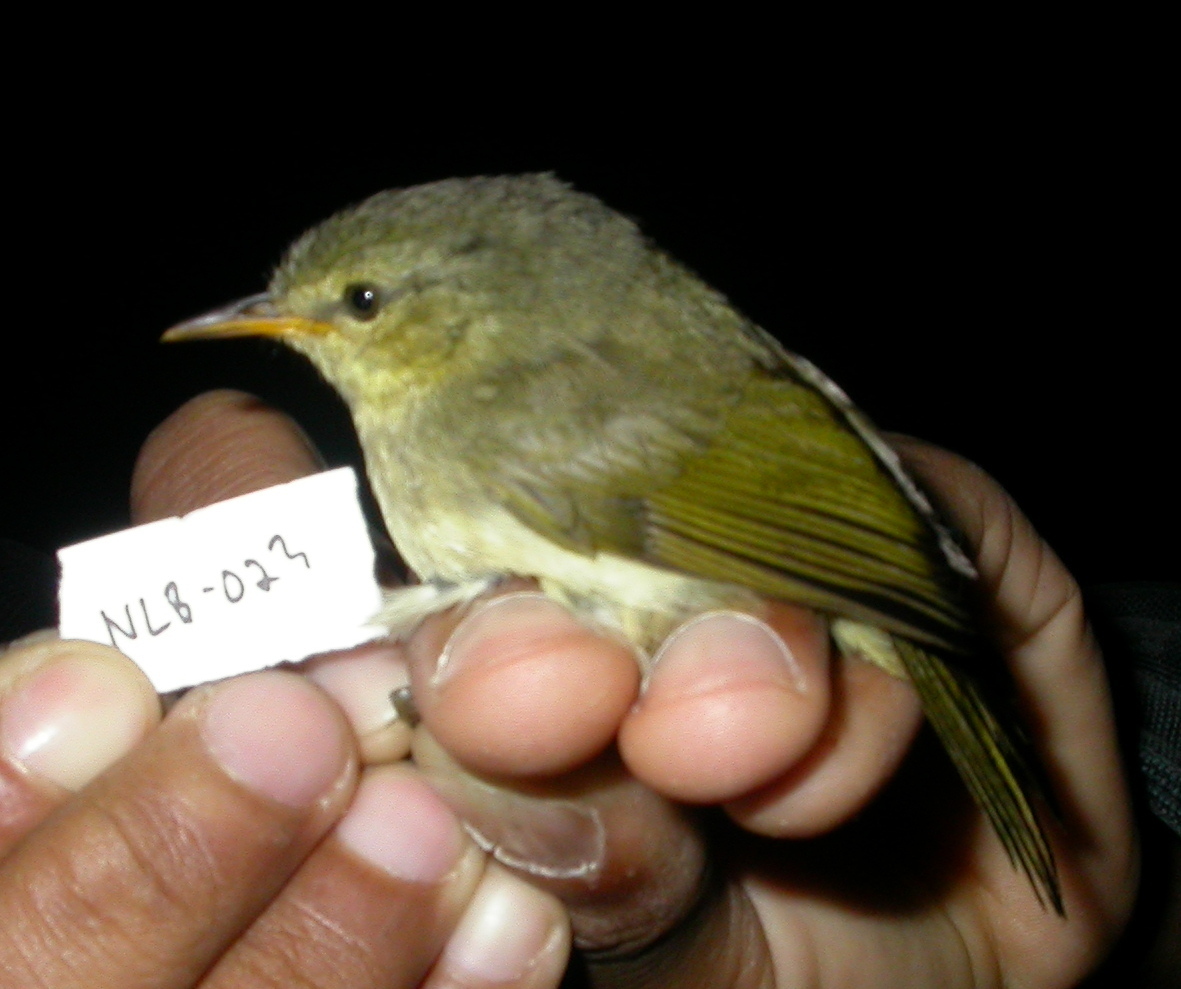 Cryptic Warbler (Cryptosylvicola randrianasoloi), photo 8