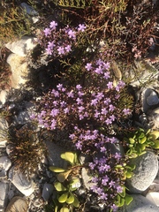 Limonium scabrum