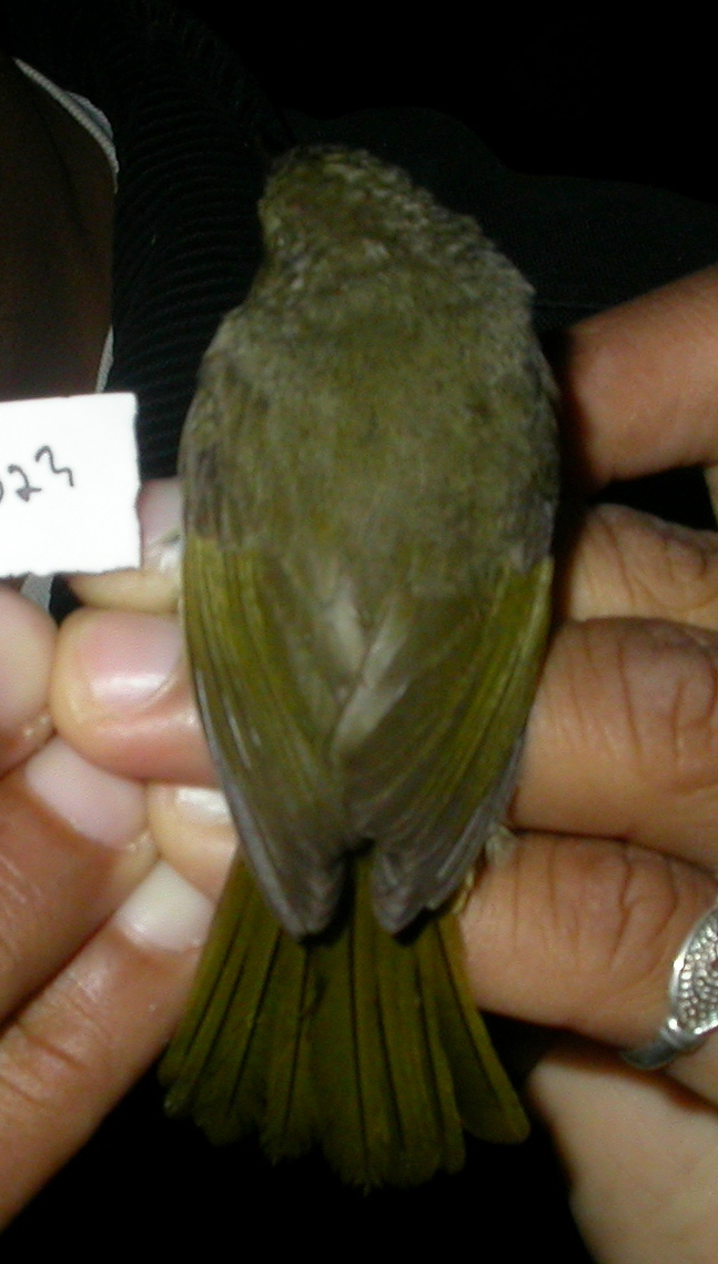 Cryptic Warbler (Cryptosylvicola randrianasoloi), photo 9