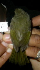 Cryptosylvicola randrianasoloi