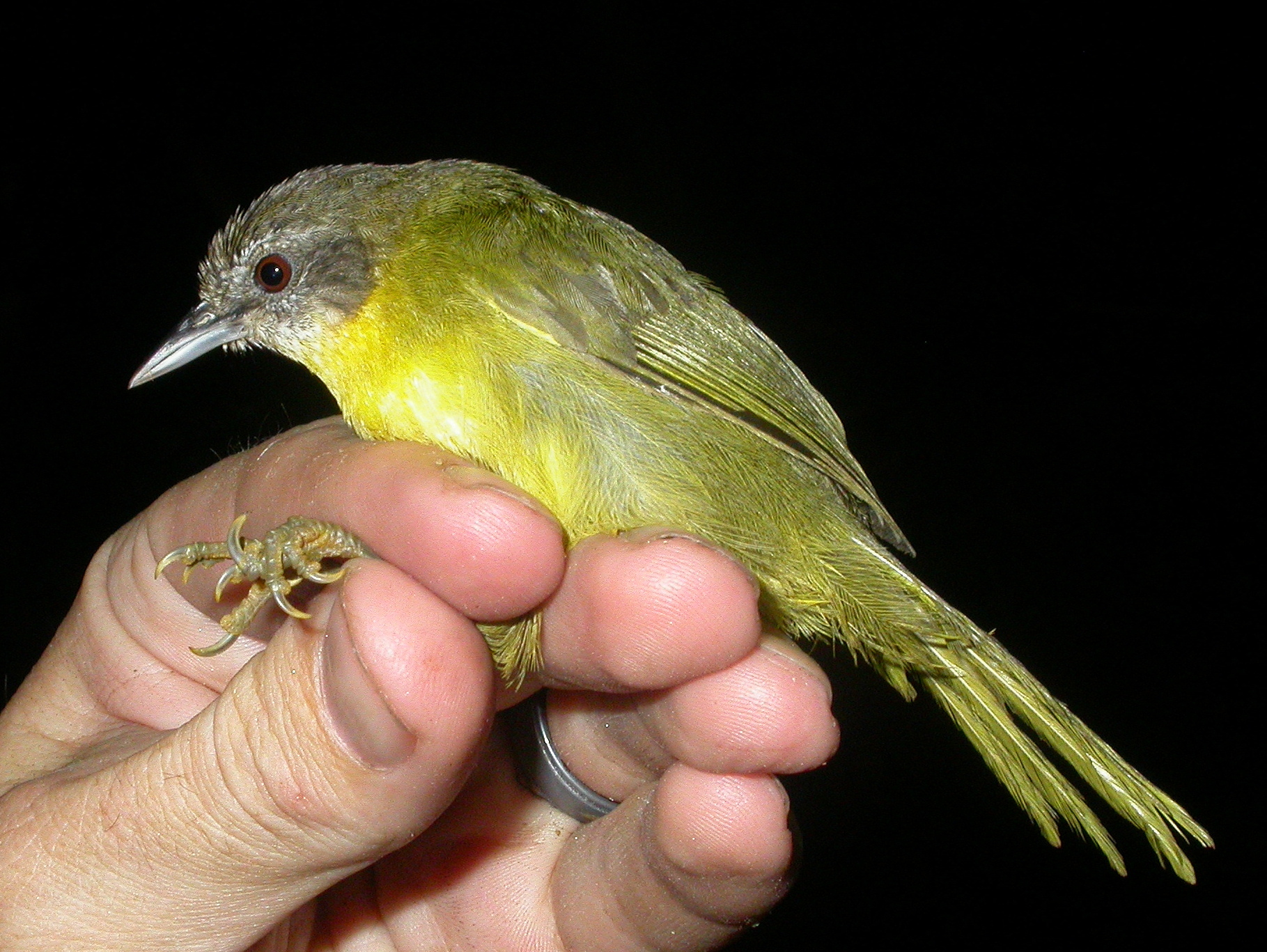 Wedge-tailed Jery illustration